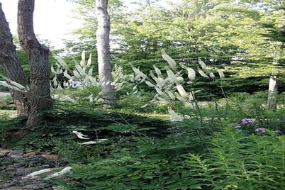 1 of 2 Enchanting 1 room cabins in Shapleigh, ME located on sloaping forest land