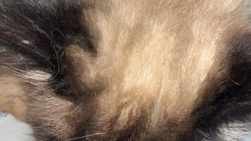 السماح باصطحاب الحيوانات الأليفة