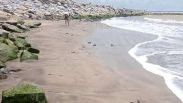 Room, 1 Bedroom, Accessible, Smoking | Beach