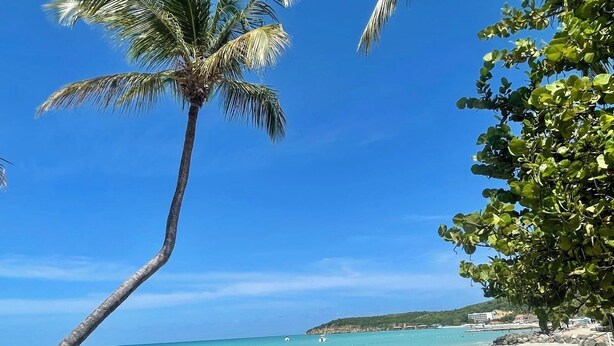 Ein Strand mit klarem türkisblauem Wasser, einer Palme und einer felsigen Küstenlinie.