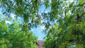 A traditional house with a thatched roof, surrounded by lush greenery and a well-maintained garden. - Raquel's Bliss Hotel Diani (Diani Beach)