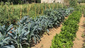 A garden with rows of leafy vegetables and a stone building in the background. - Noubar  (Cénevières)