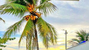 A table with a bottle and glasses, a bowl of seashells, and a view of the ocean with palm trees. - Quinta del Mar El Francés (Tolu)