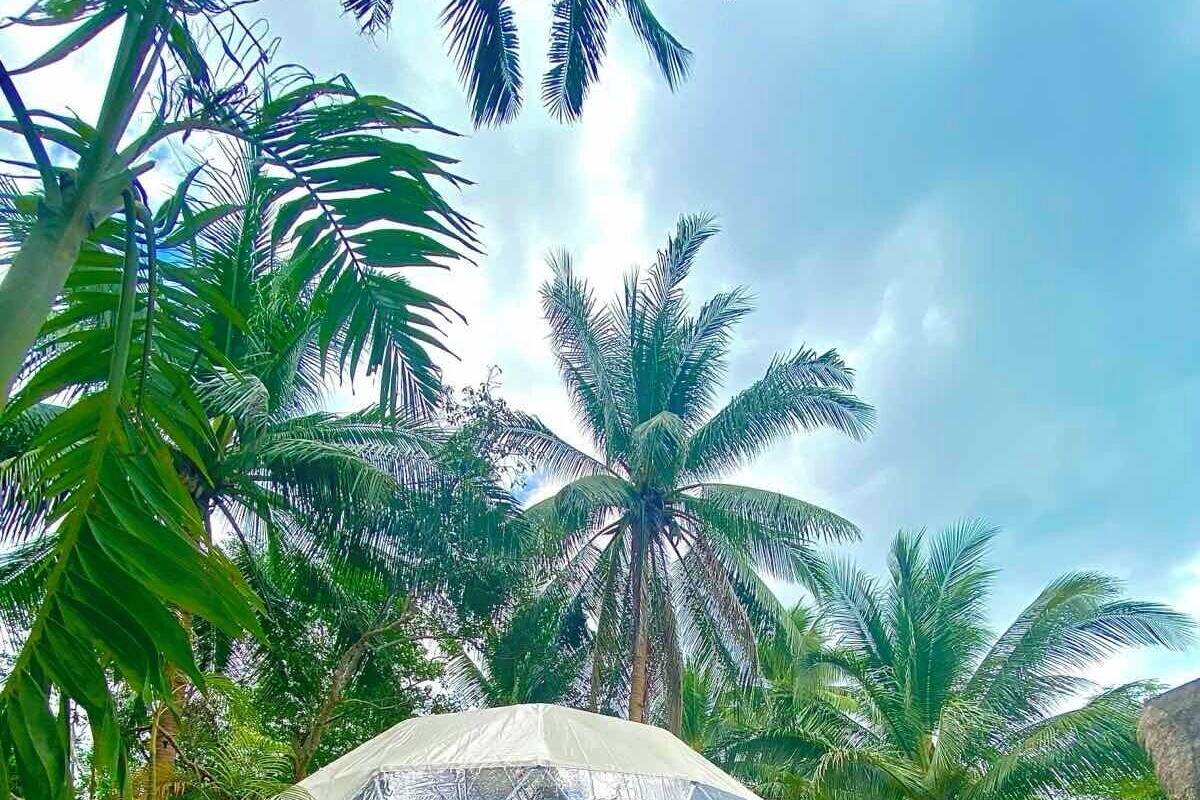 A dome-shaped tent with a transparent roof, surrounded by lush greenery and palm trees.