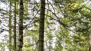 A white cabin in a forest with a dirt path leading to it. - The Lena Dome (Grand Marais)