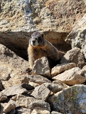 Miscellaneous - The Broadmeadow Cabin – Near Wild Basin RMNP (Lyons)