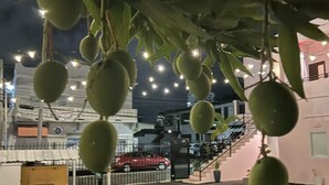 Un espace de stationnement avec un arbre portant des fruits verts, une voiture rouge et un bâtiment avec un escalier en arrière-plan.