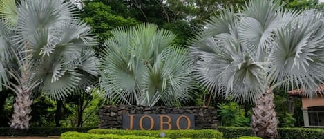 A sign with the name "JOBO" surrounded by large, white, fan-like plants.