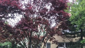Property grounds - Cottage Suite "A" - Walk to Shops, Train, History (Concord)