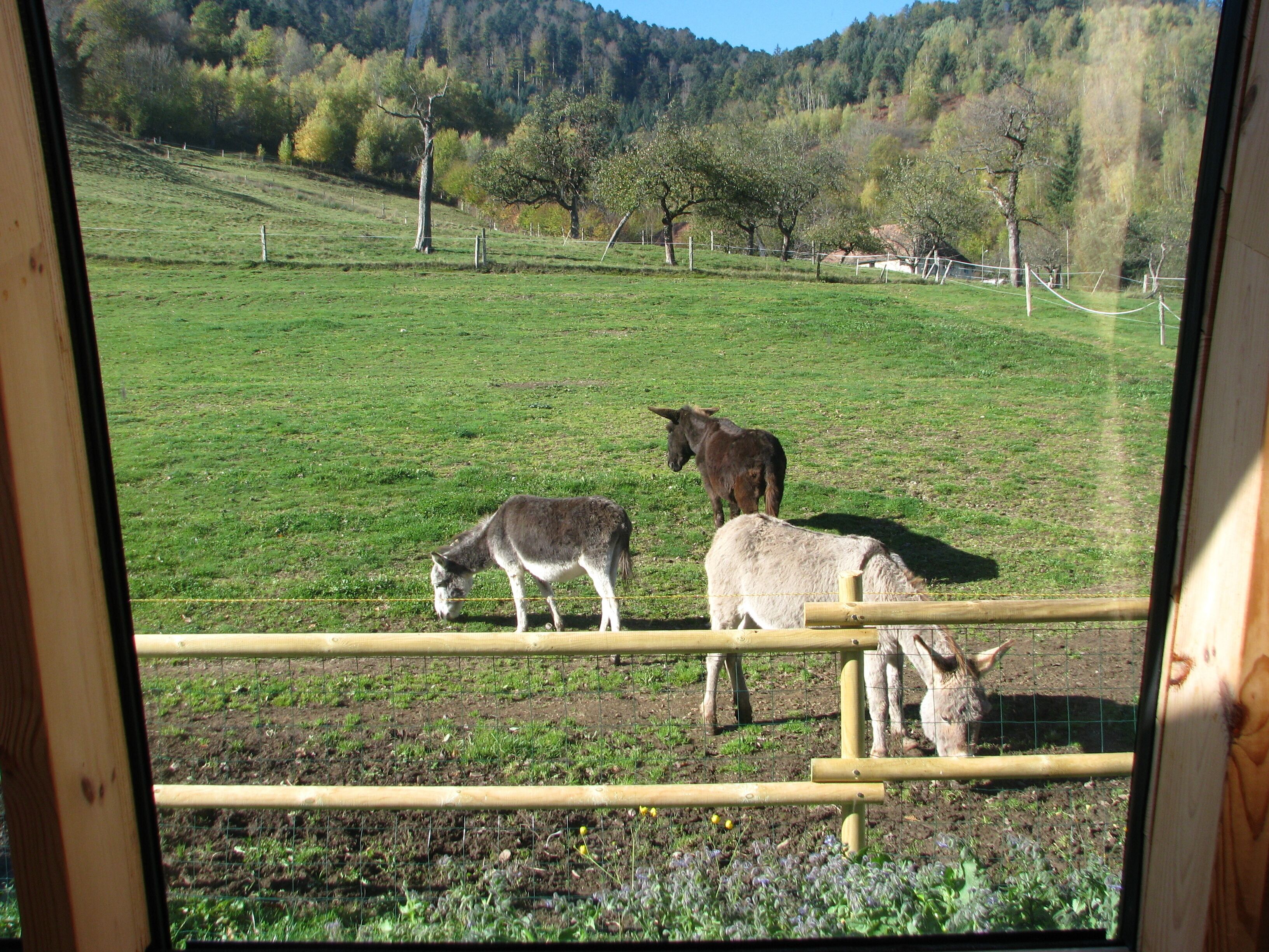 Vista a través de una ventana de un pastizal cercado con tres burros pastando.