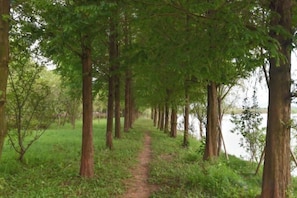 Un sendero arbolado que conduce a una masa de agua.