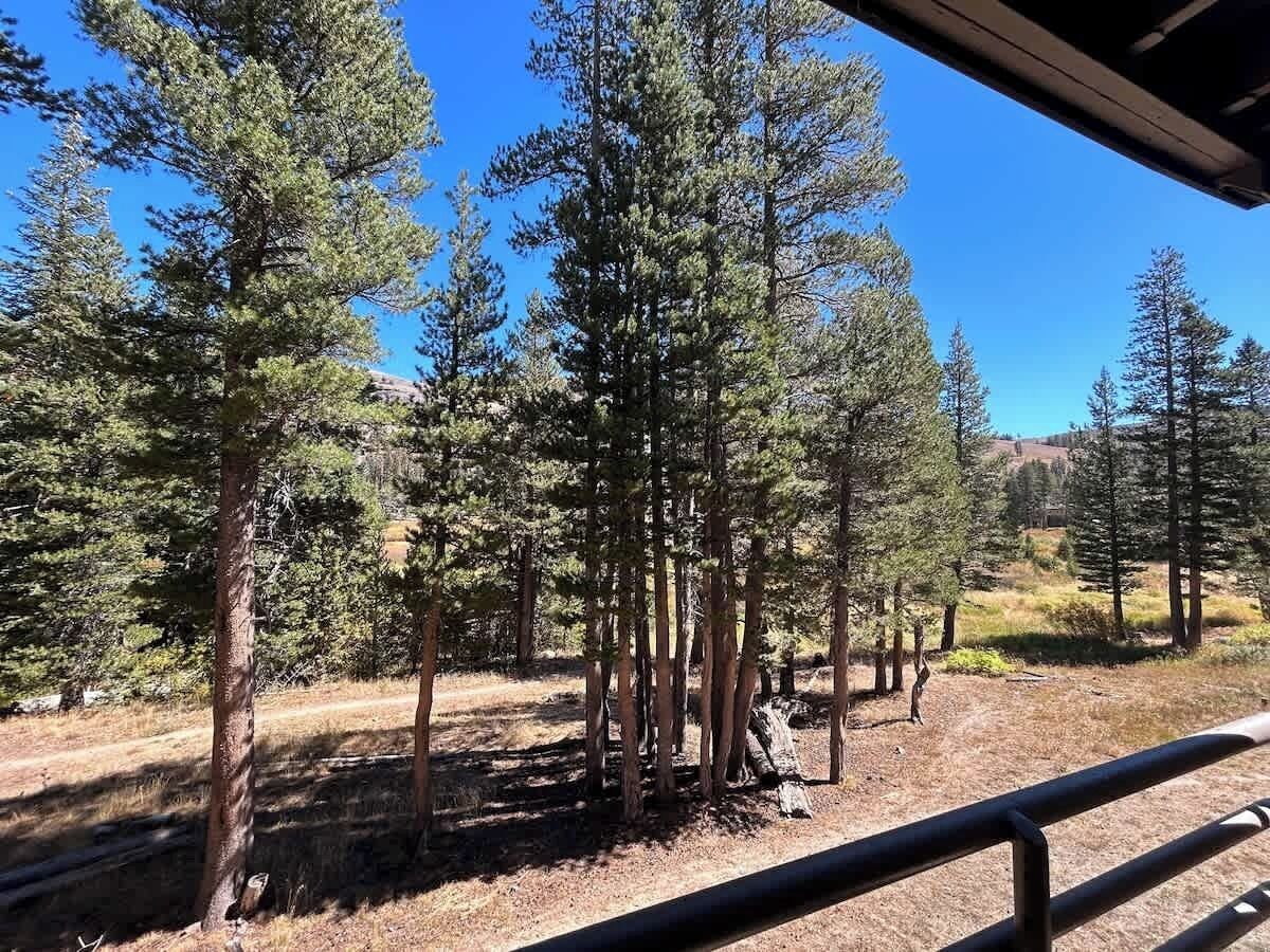 Scenic forest view with tall pines, blue sky, and mountain views.