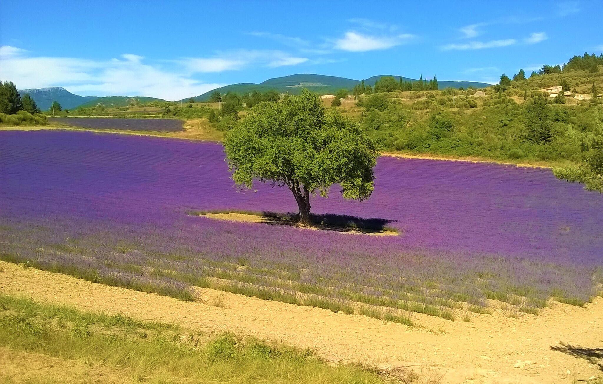 Un champ de fleurs violettes avec un seul arbre au centre.
