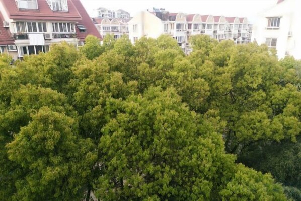 A dense cluster of green trees in an urban setting. - 99 Inn (Shanghai Dahua Xingzhi Road Subway Station) (Shanghai)
