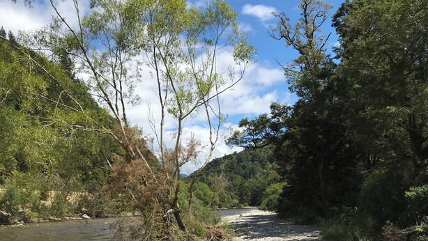 A riverbank with a sandy path, trees, and a clear sky.