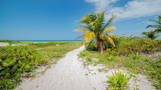 Un sendero arenoso que conduce a una palmera con vistas despejadas al océano.