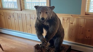 A bear statue on a wooden platform with a tree stump and logs.