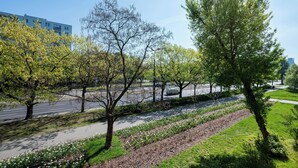 A park with trees, a pathway, and a road with vehicles.