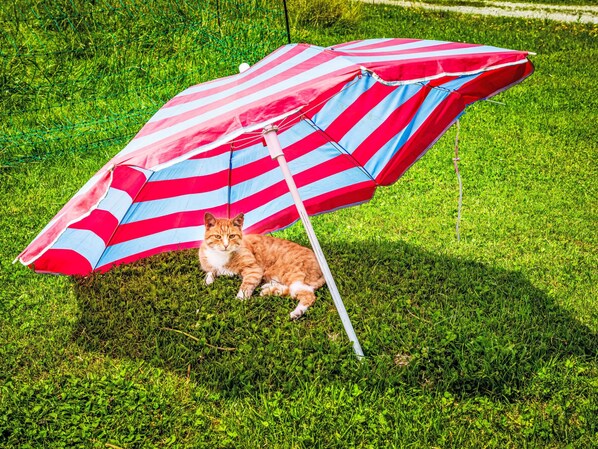 Un gato bajo un paraguas a rayas sobre la hierba.