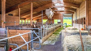 A barn with multiple feeding stations, metal railings, and hay bales.