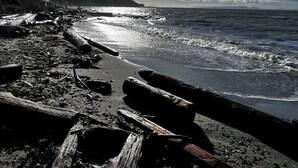Une plage parsemée de bois flotté, avec une forêt en arrière-plan.