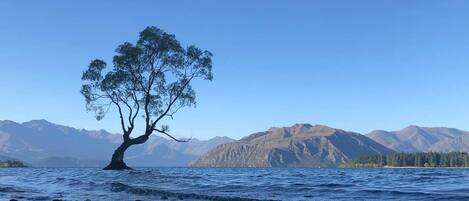 A tree by a rocky shoreline with mountains in the background.