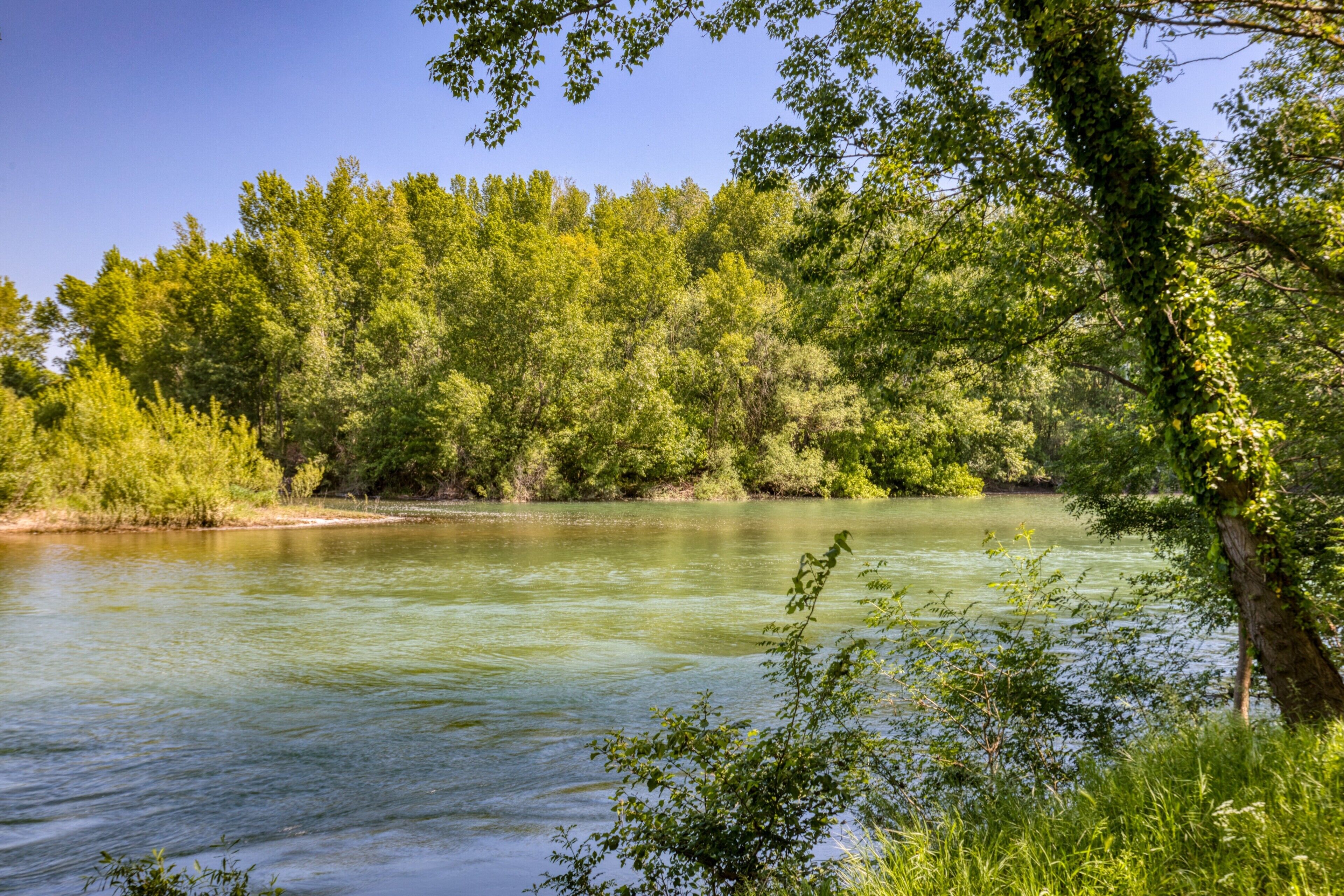 Un río rodeado de densa vegetación y árboles.