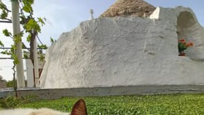 Eine Katze liegt im Gras, im Hintergrund sieht man eine weiße Struktur.