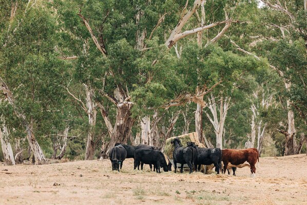 A group of cattle grazing in a dry, open field with sparse grass and trees in the background.