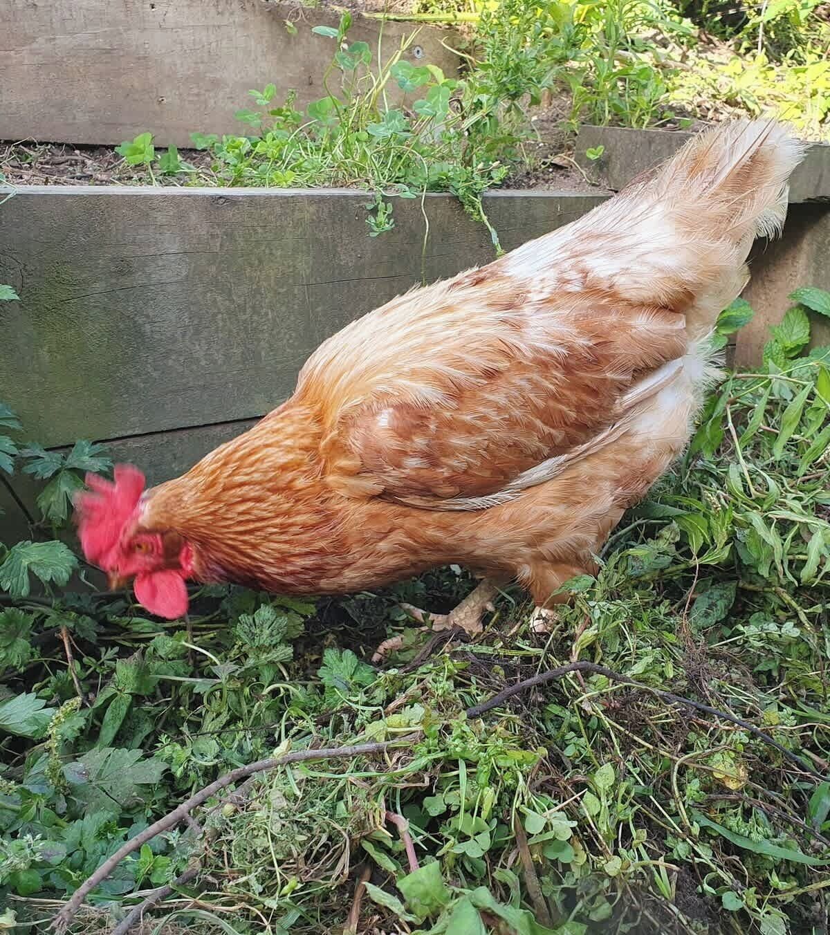 A chicken in a garden with wooden raised beds and green vegetation.