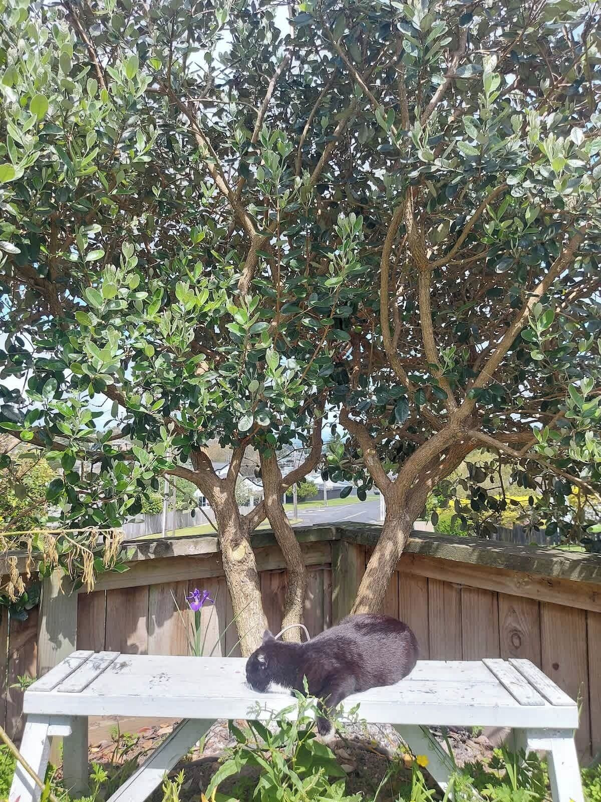 A tree with a bench underneath, surrounded by a wooden fence.