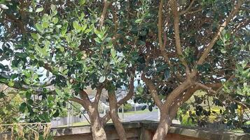 A tree with a bench underneath, surrounded by a wooden fence.