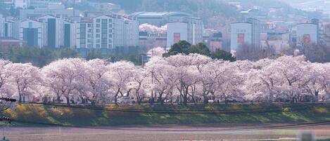 Paesaggio urbano con edifici, un muro di pietra e alberi di ciliegio in fiore.