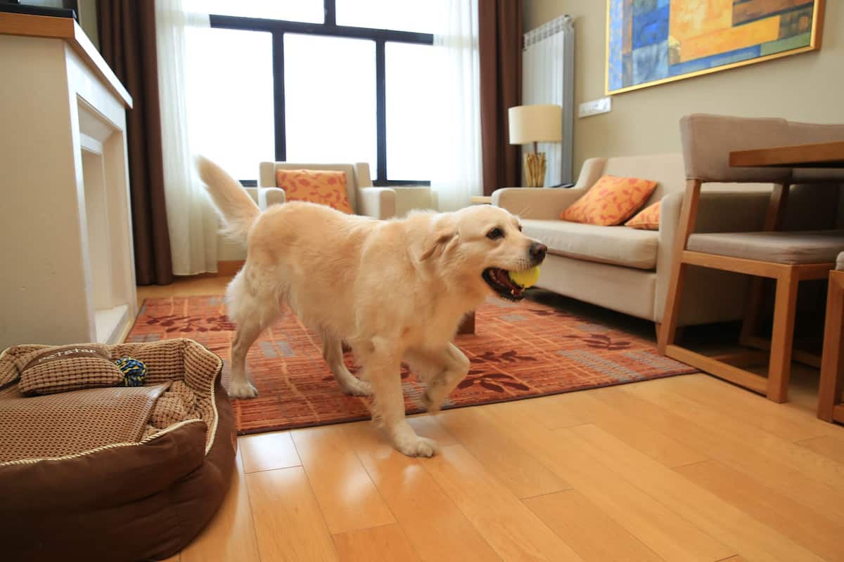 Un chien se trouve dans un salon, où il y a un plancher en bois, un canapé et un panier pour chien.