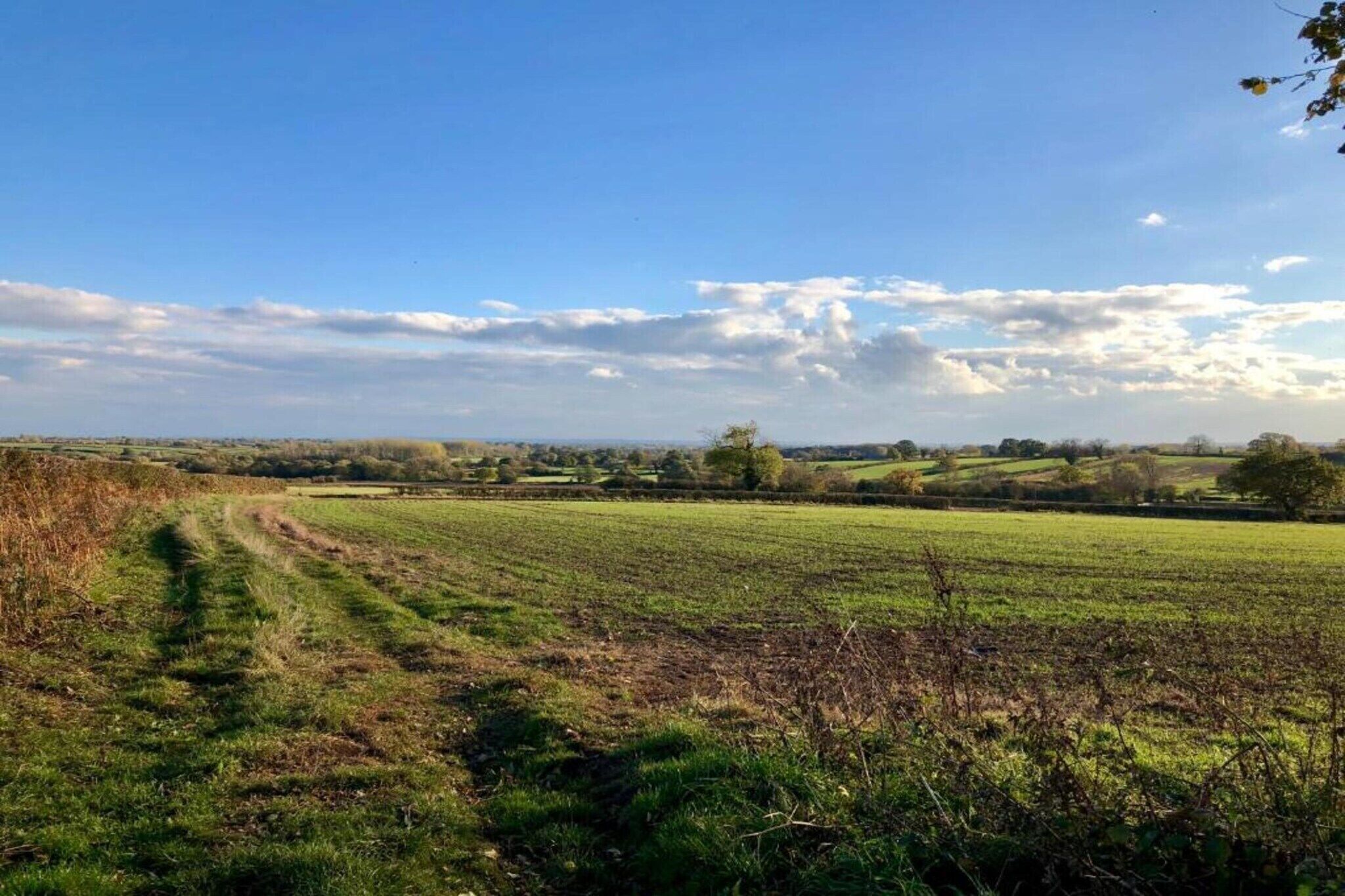 Eine ländliche Landschaft mit blauem Himmel, Feldern und weiter Baumgruppe.