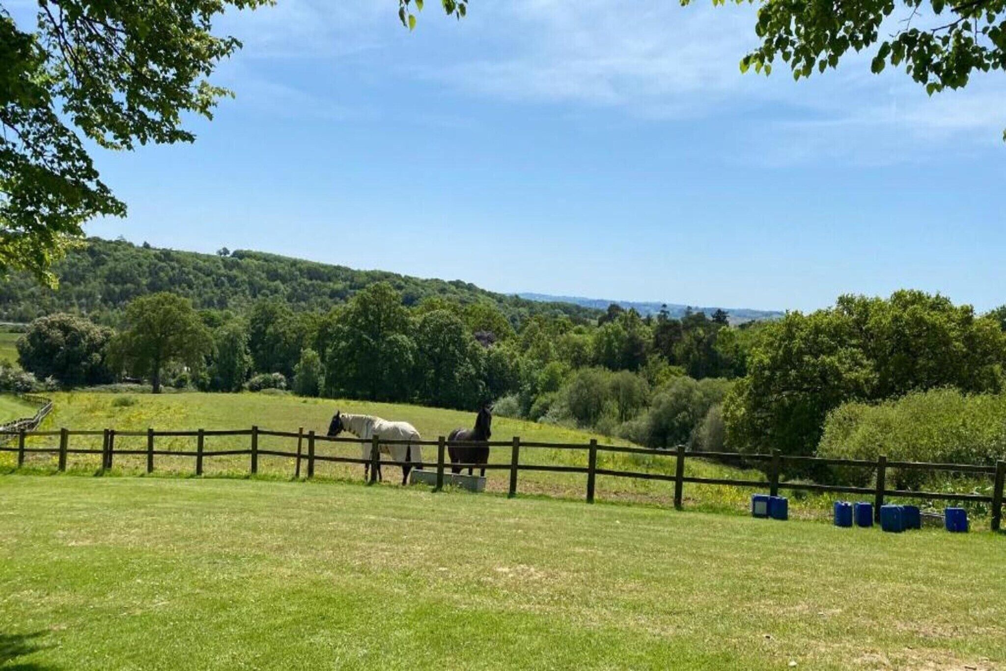 A fenced pasture with horses and trees in the background.
