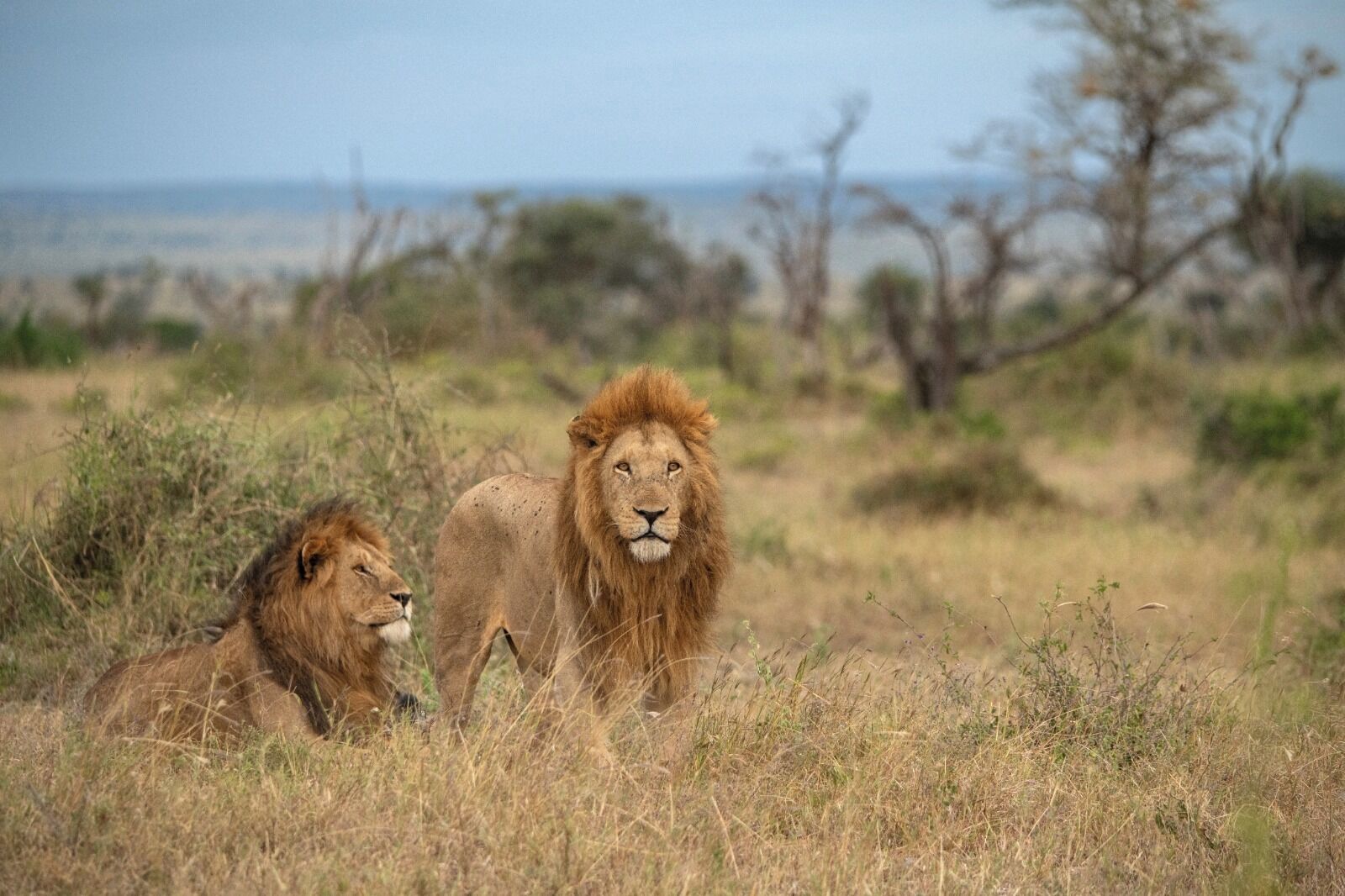 Two lions in a natural setting with sparse vegetation and distant trees.