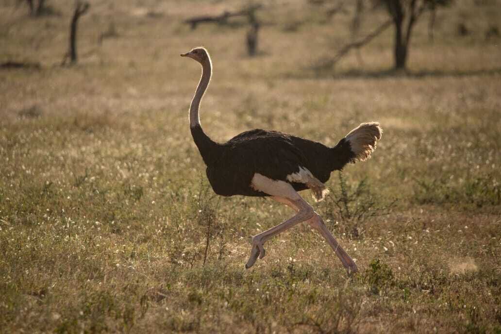 An ostrich in a natural setting.