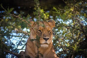 Passeio com observação de animais selvagens
