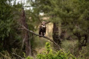 Ein Vogel sitzt auf einem Ast in einer natürlichen Umgebung.