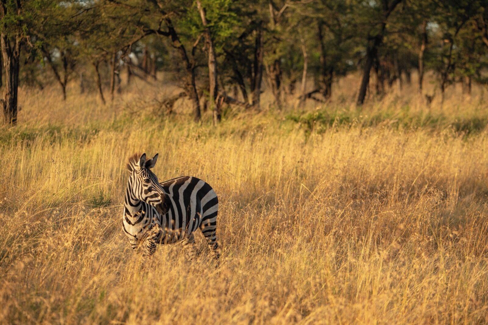 A zebra in a grassy field with trees in the background.