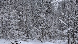 Une forêt enneigée avec un foyer et un banc.
