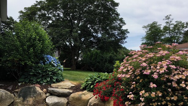 A garden with a large tree, various shrubs, and a rock border. - Ocean view 5-bedroom house in Narragansett with AC, WiFi, beach pass (Narragansett)