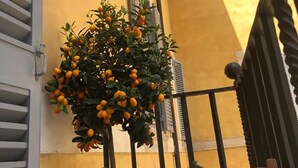 A yellow building with a tree bearing fruit, a window with shutters, and a metal railing. - Palazzo Franchi, noble and elegant mansion a few steps from the Pantheon (Roma)
