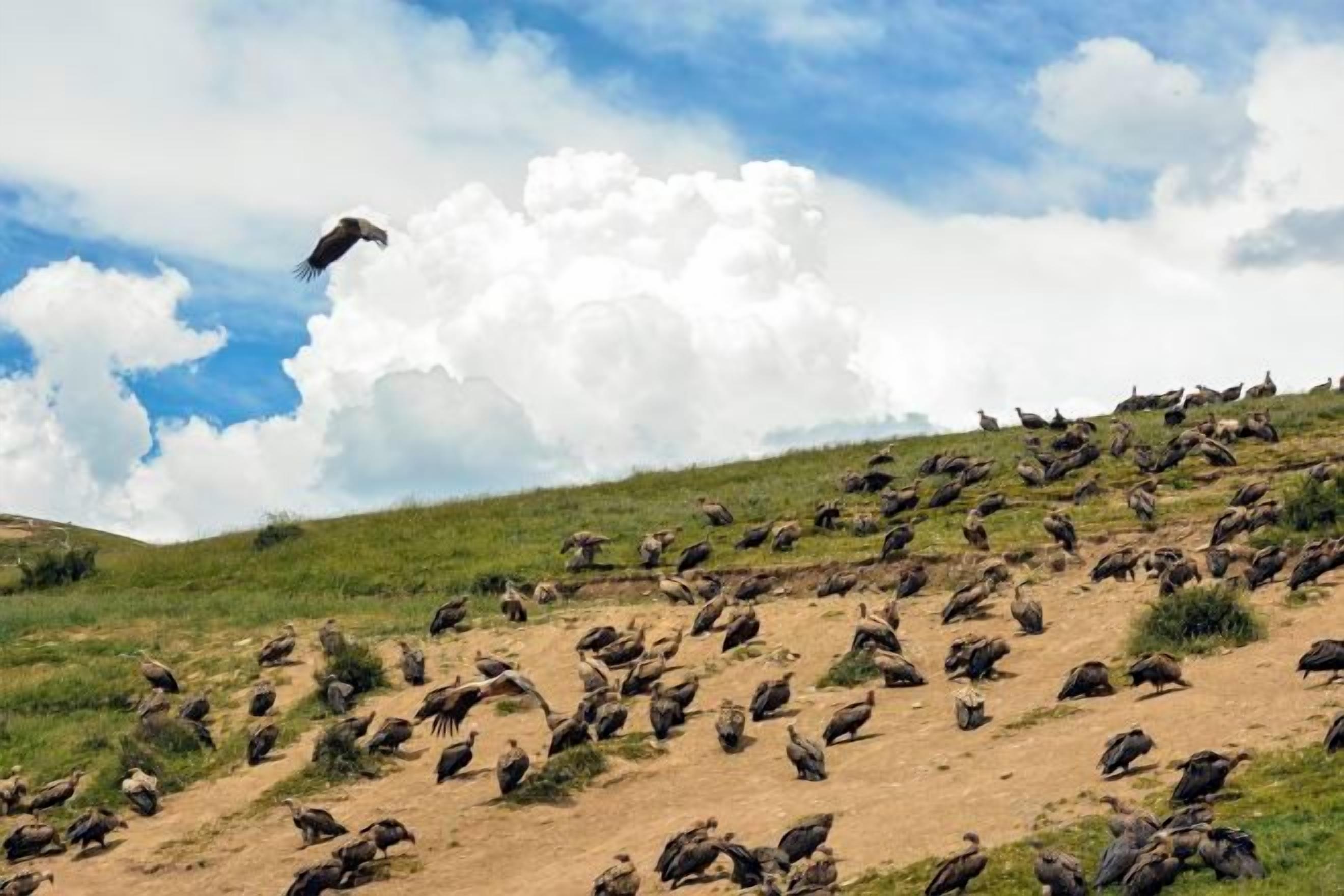 Un grupo de aves sobre una colina cubierta de hierba con una gran nube en el cielo.