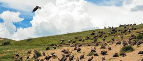 Un grupo de aves sobre una colina cubierta de hierba con una gran nube en el cielo.