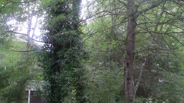 Un sentier bordé d’arbres mène à un bâtiment entouré d’une clôture blanche et agrémenté d’une enseigne.