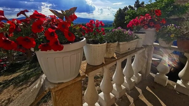 A balcony with potted plants and a railing.