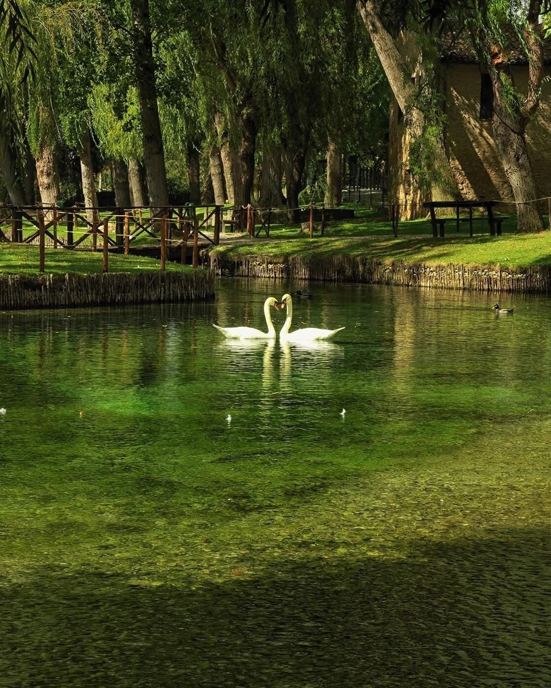 Un parque tranquilo con un estanque, cisnes y patos.