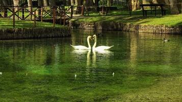Un parque tranquilo con un estanque, cisnes y patos.